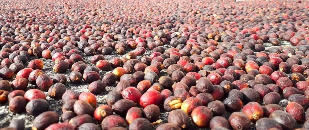 Casa Grao De Cafe Al Villa Faja dos Vimes Ngoại thất bức ảnh